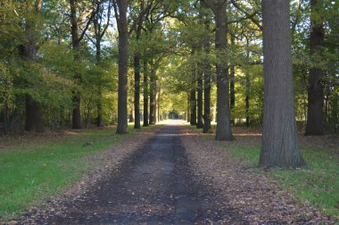 Gent, Belçika yakınlarındaki Sonbahar Ağaçları 5 Kasım 2017.