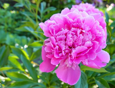 Kırsal alanda pembe bahar çiçeği