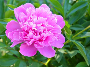 Kırsal alanda pembe bahar çiçeği