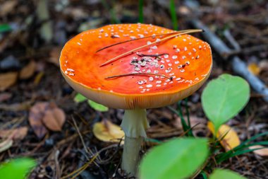 Sinek mantarı manzaralı. Ormanda kızıl sineklik. Zehirli mantar doğada uçar.