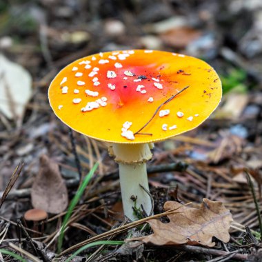 Sinek mantarı manzaralı. Ormanda kızıl sineklik. Zehirli mantar doğada uçar.