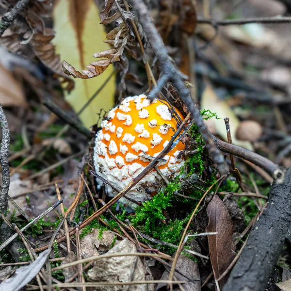 Fly agaric mushroom view. Red fly agaric in forest. Poison fly agaric mushroom in nature