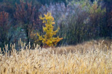 Altın sonbaharda bulutlu bir günde, önünde buğday ve arka planda orman manzarası.