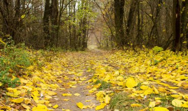 Sonbahar ormanına giden yol. Doğal park. 