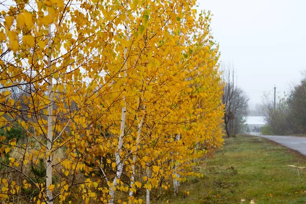 Feuilles Jaunes Tombent Dans Forêt Bouleaux Automne Doré Paysage Avec — Photo