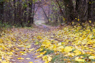 Sonbahar ormanına giden yol. Doğal park. 
