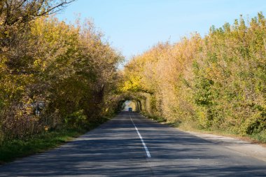 Güneş ışığı olan ağaç tüneli, sonbahar manzarası.