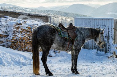 Kış dağlarında at.