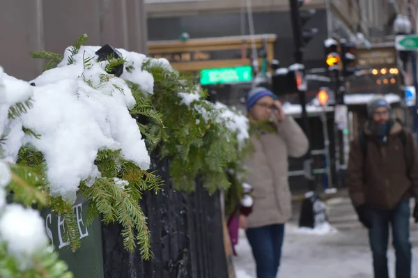 Snowy Sosnowy Oddział Bostonie — Zdjęcie stockowe