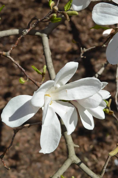 Белый Цветок Магнолии Ранней Весной — стоковое фото