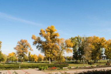Sonbaharda Dinyeper Nehri kıyısında sarı ağaçlar, Kaniv, Tarasova Tepesi (Chernecha Hora), Ukrayna