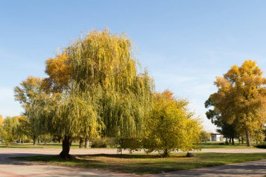 Sonbaharda Dinyeper Nehri kıyısında sarı ağaçlar, Kaniv, Tarasova Tepesi (Chernecha Hora), Ukrayna