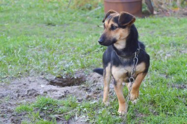 Köpek yemek bekliyor.