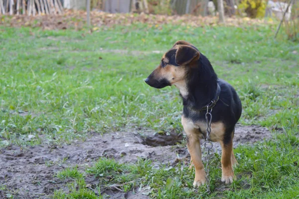 Chien Attente Nourriture — Photo