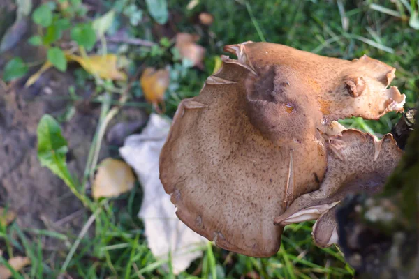 Paddenstoelen Buurt Van Boom Het Bos Achtergrond — Stockfoto