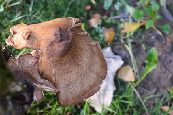 Paddenstoelen Buurt Van Boom Het Bos Achtergrond — Stockfoto