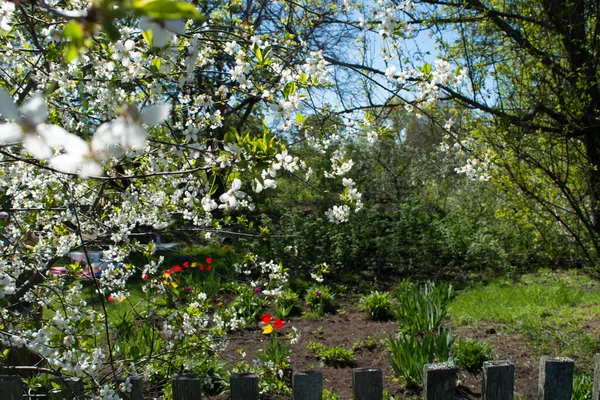 Kwitną Drzewa Pod Południowym Słońcem Wczesną Wiosną — Zdjęcie stockowe