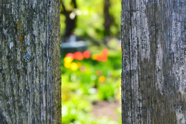 Hole Wooden Fence Spring Garden Background — Stock Photo, Image