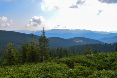Karpat Dağları, Ukrayna: Bulutlu bir yaz gününde Ukrayna 'nın en yüksek dağı Hoverla' ya giden yol