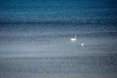 Kyiv denizindeki kuğular baharın başlarında