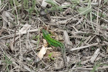 Yay çimlerinde kertenkele