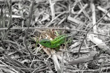 Yay çimlerinde kertenkele