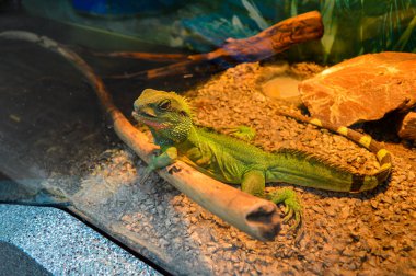 bir dalda yeşil kertenkele