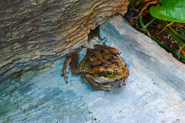 Grenouille Sur Rocher Dans Zoo — Photo