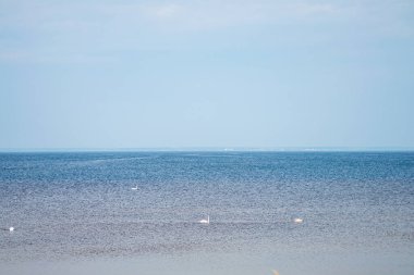 Kyiv denizindeki kuğular baharın başlarında