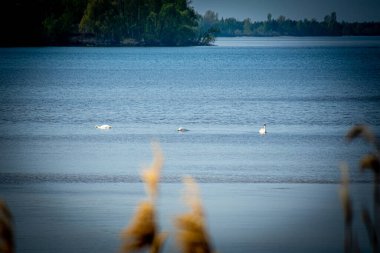Kyiv denizindeki kuğular baharın başlarında