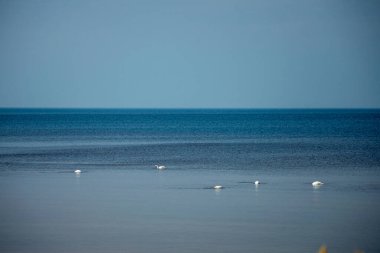 Kyiv denizindeki kuğular baharın başlarında