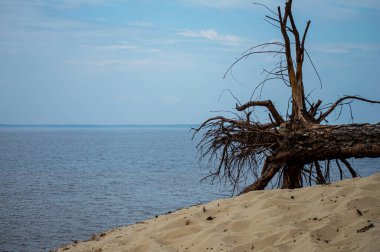 Deniz zemininde yanmış kırık ahşap 