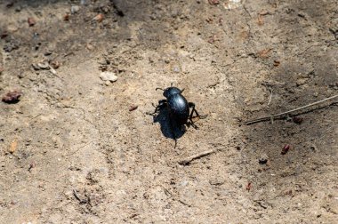 Böcek güneşli bir günde yerde.