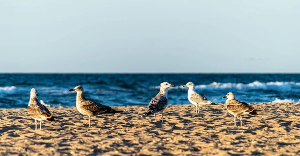 Gaivotas Litoral Nascer Sol — Fotografia de Stock