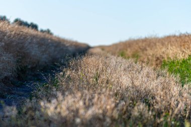 Tarla yolunda kuru otlar. 