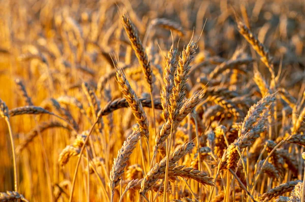 Golden Wheat Field Sunrise Royalty Free Stock Images