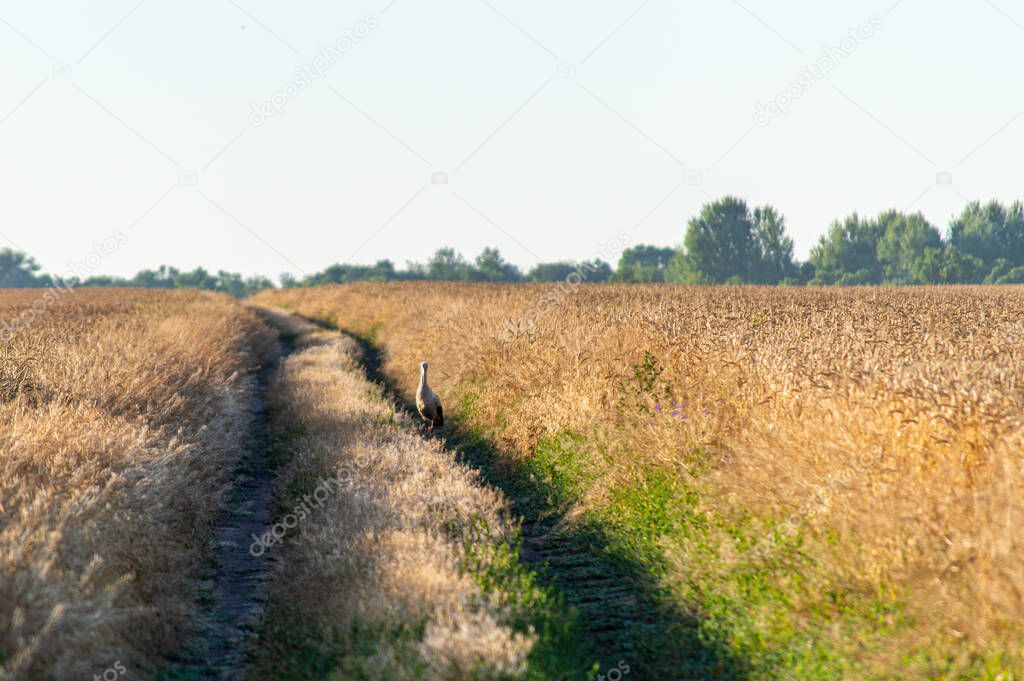 Stork on field pathway, rural landscape with a field and blue sky
