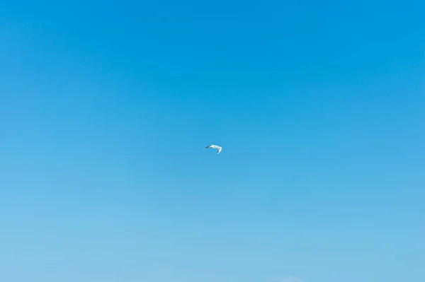 Gaivota Voando Céu — Fotografia de Stock