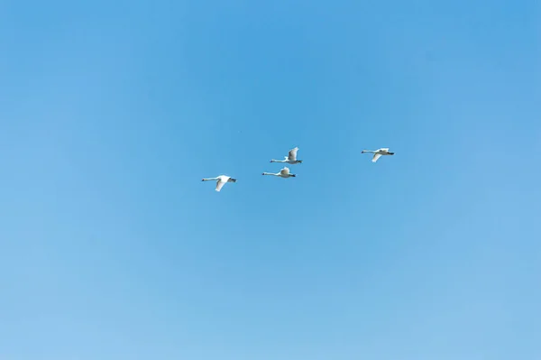 Zwerm Zwanen Die Door Lucht Vliegen — Stockfoto