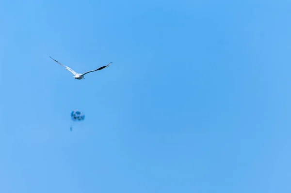 Möwe Fliegt Den Himmel — Stockfoto