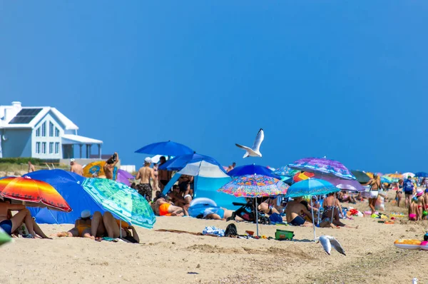 Karolino Bugaz Ukraine July 2021 Seagull Flying Crowded Beach Weekend Stock Image