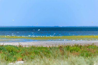 Tuzly Lagünleri Ulusal Doğa Parkı, Ukrayna 'da bir sürü kuşlu Tuzly Amazonia gölleri