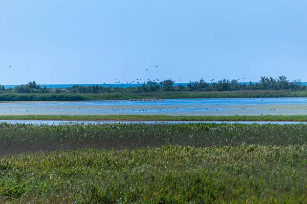 Lagunas Tuzly Amazonia Com Muitos Pelicanos Tuzly Lagoons National Nature — Fotografia de Stock