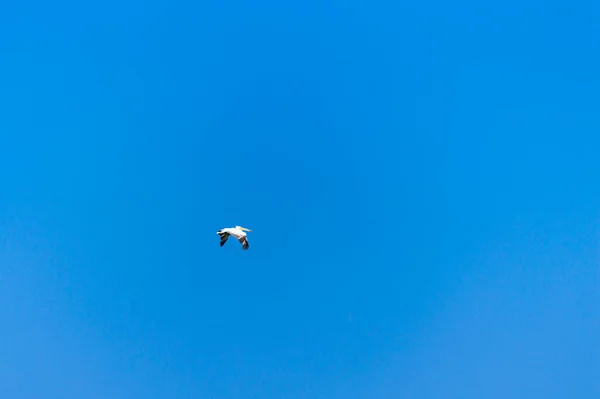 Pelicano Voando Céu — Fotografia de Stock