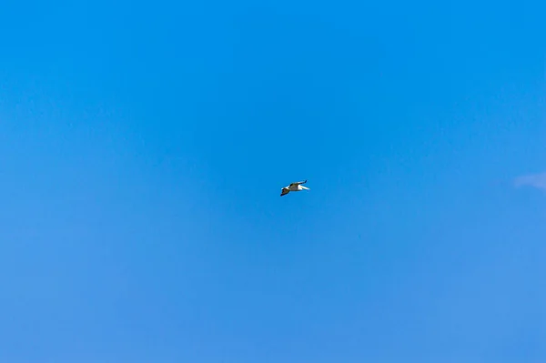 Pelikan Fliegt Den Himmel — Stockfoto