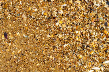 Çok renkli deniz kabukları kıyısı. Doğal arkaplan.