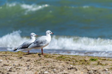 Kumlu deniz kıyısında yürüyen martılar. 
