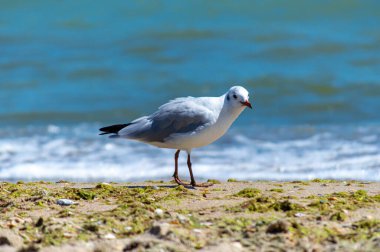 Kumlu deniz kıyısında yürüyen martı. 