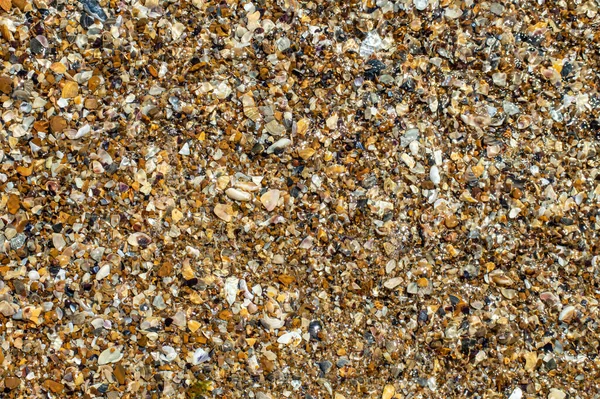 Seashore Van Veelkleurige Schelpen Natuurlijke Achtergrond — Stockfoto