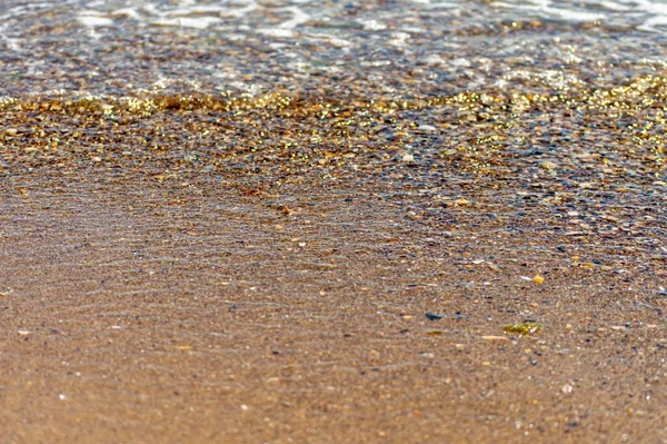 Çok renkli deniz kabukları kıyısı. Doğal arkaplan.